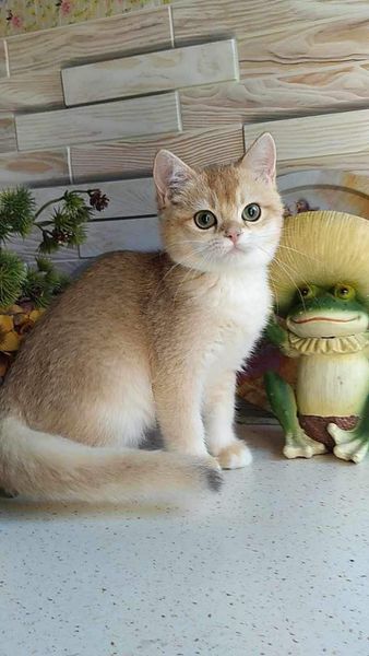 British Shorthair
