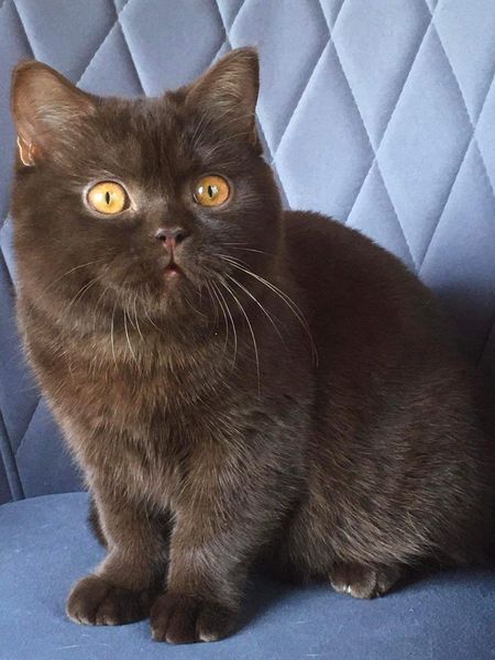British Shorthair