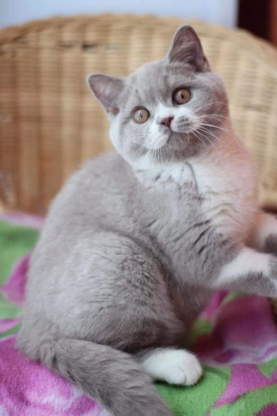 British Shorthair