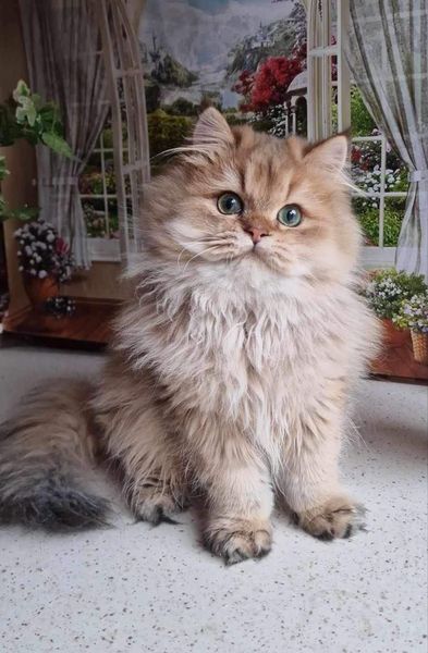 British Longhair