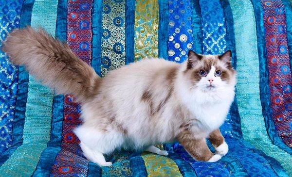 Ragdoll