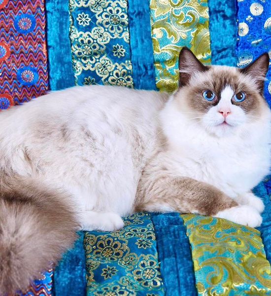 Ragdoll