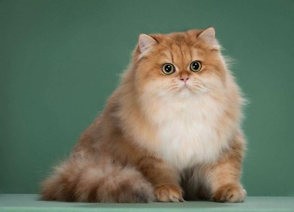 British Longhair