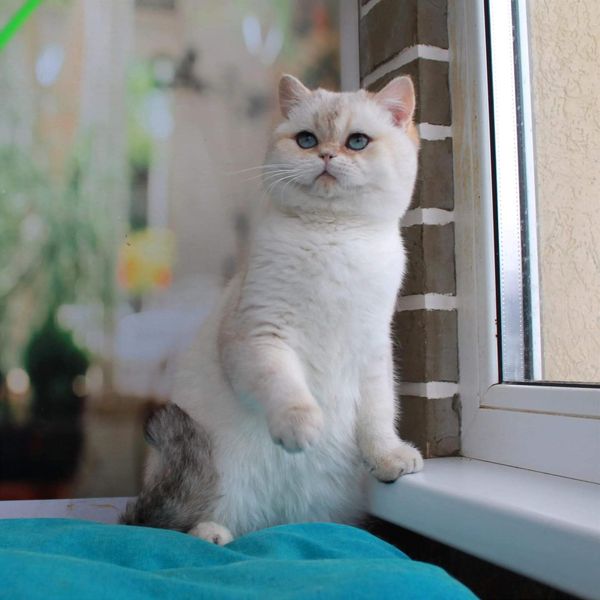 British Shorthair