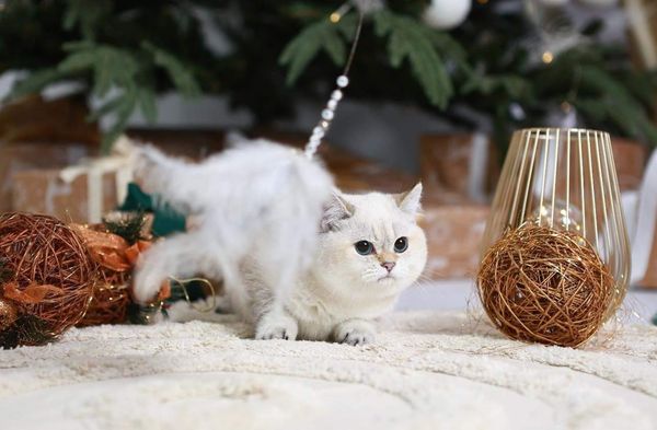 British Shorthair