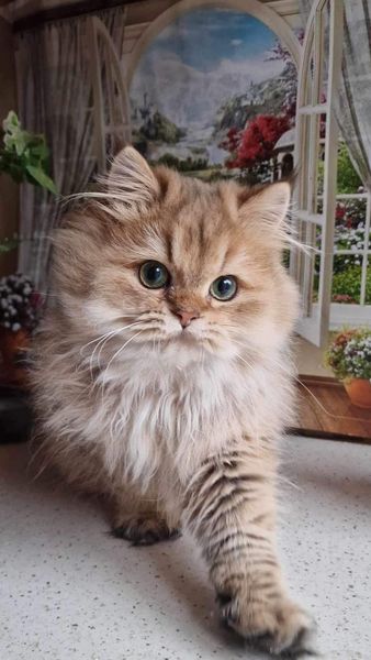 British Longhair