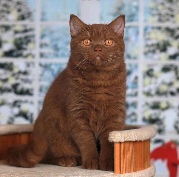 British Shorthair