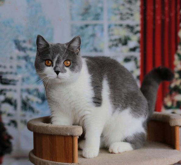 British Shorthair