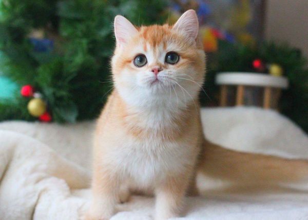 British Shorthair