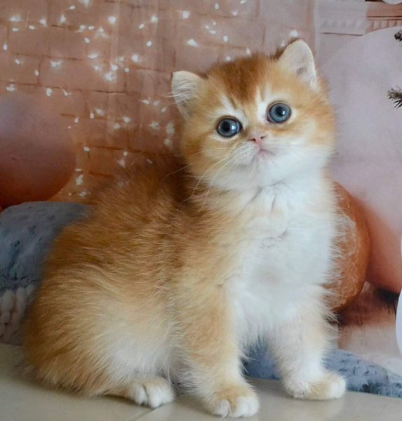 British Shorthair