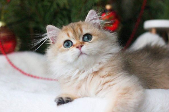 British Longhair