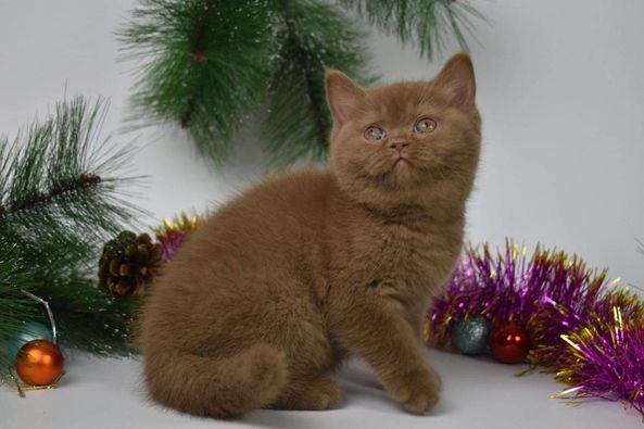 British Shorthair