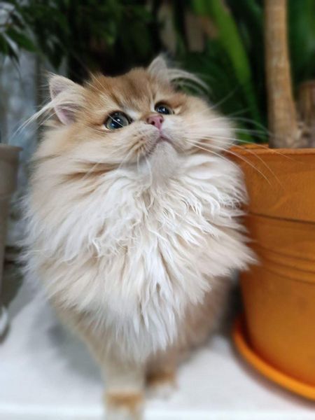 British Longhair