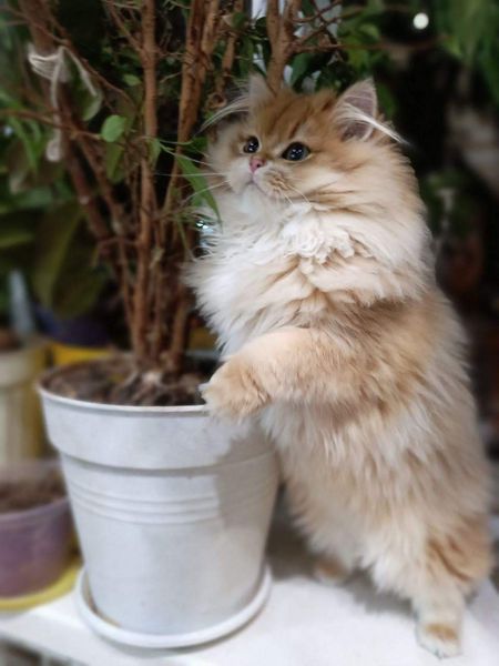 British Longhair