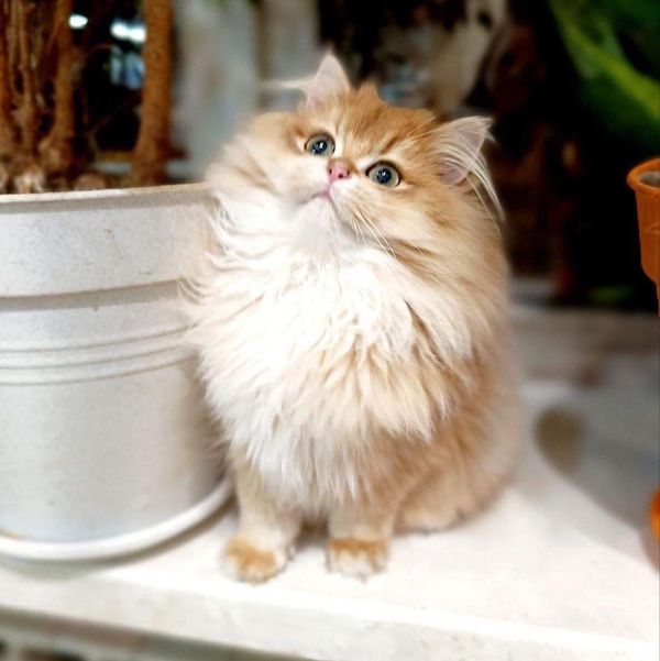 British Longhair