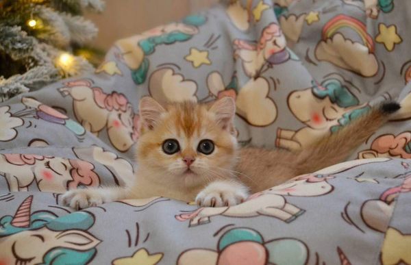British Shorthair