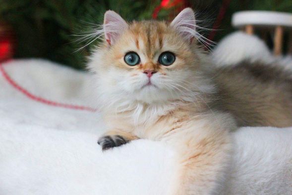 British Longhair