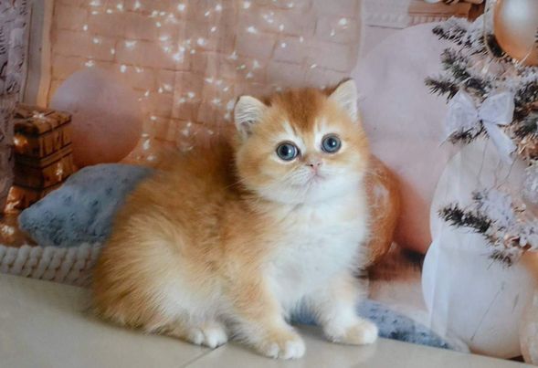 British Shorthair