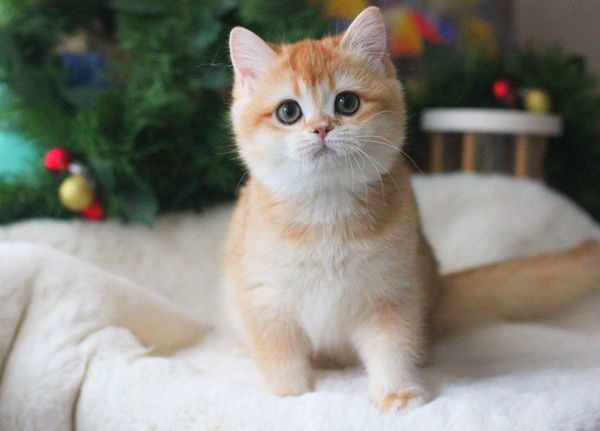 British Shorthair