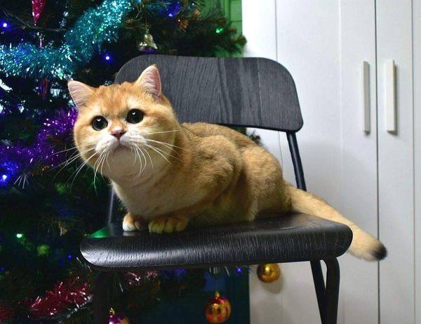 British Shorthair