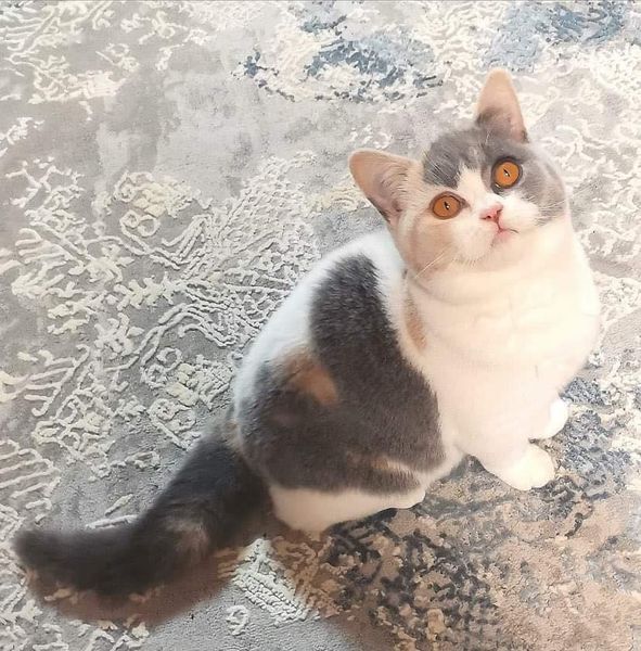 British Shorthair
