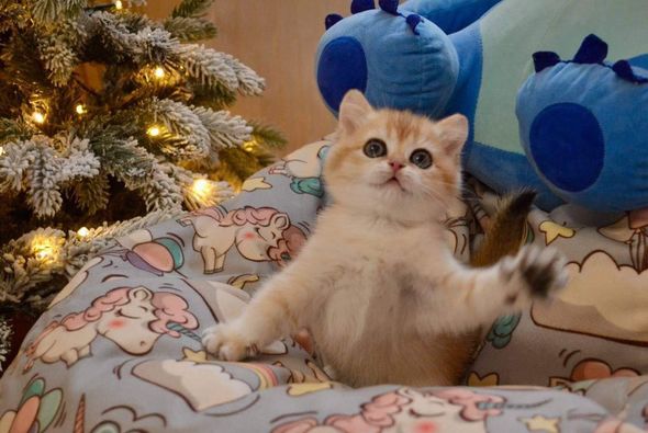 British Shorthair