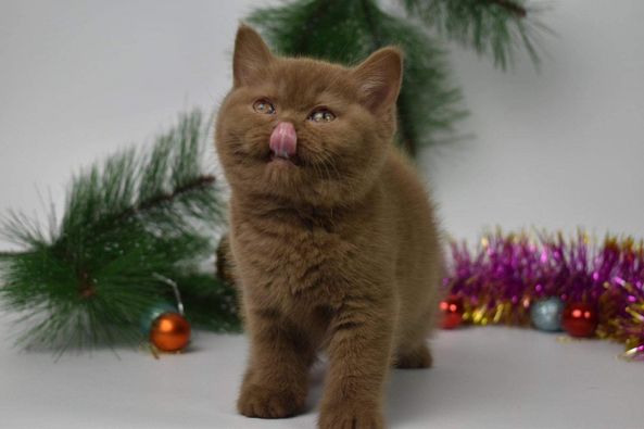 British Shorthair