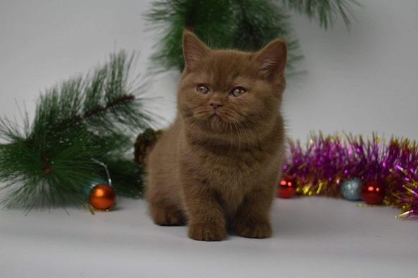 British Shorthair