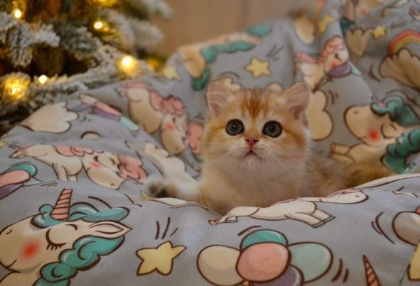 British Shorthair