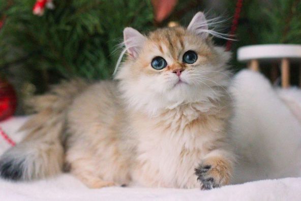 British Longhair