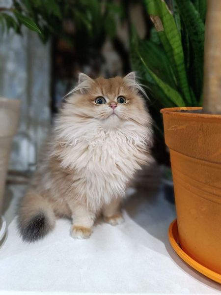 British Longhair