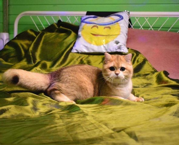 British Shorthair