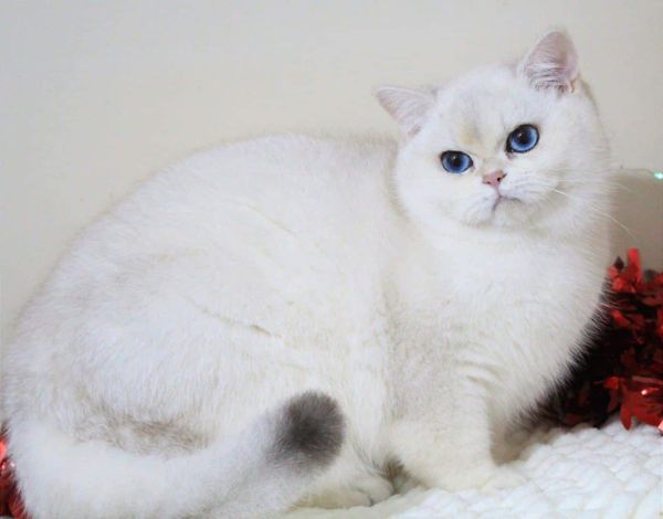 British Shorthair