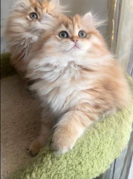 British Longhair