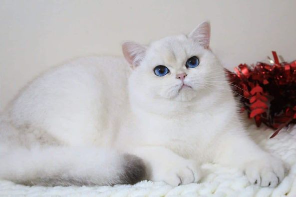 British Shorthair