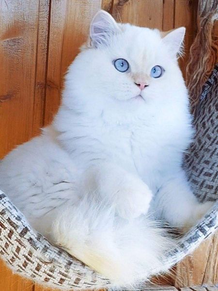 British Longhair