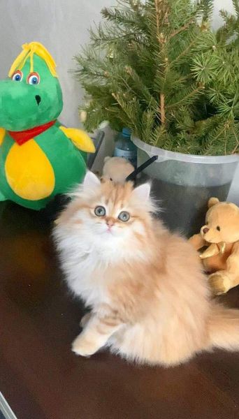 British Longhair
