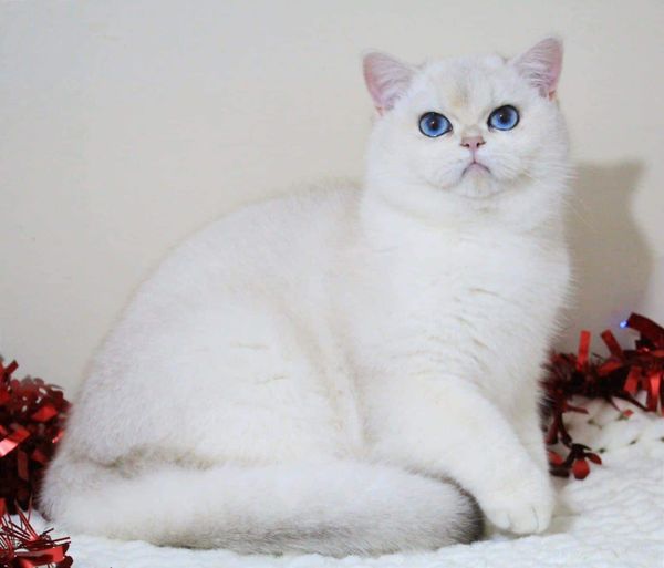 British Shorthair