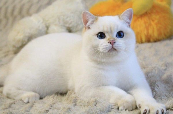 British Shorthair