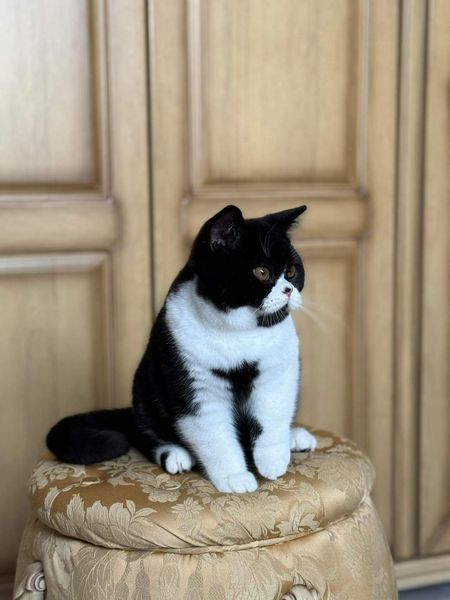 British Shorthair