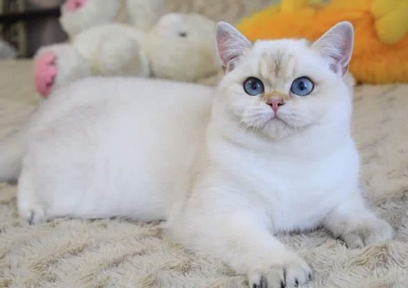 British Shorthair