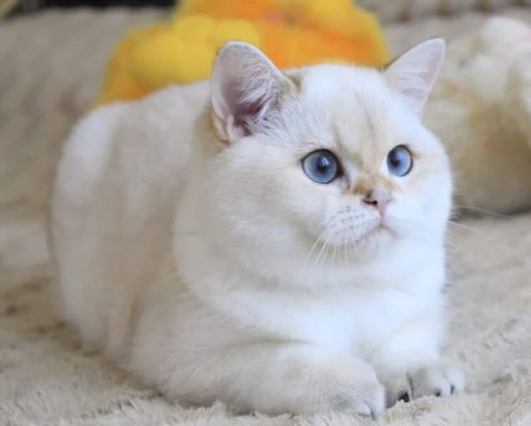 British Shorthair