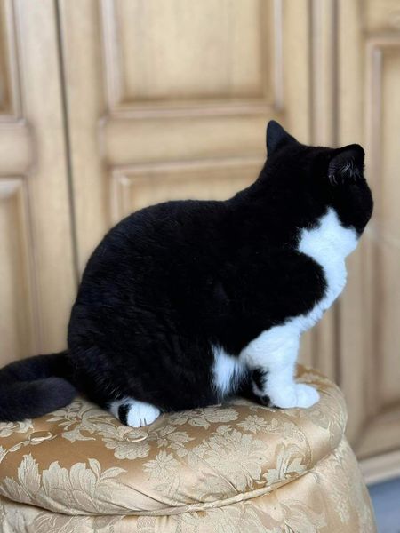 British Shorthair