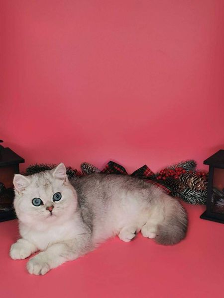 British Shorthair
