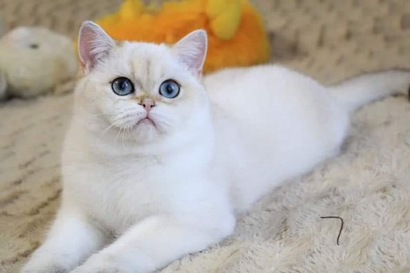 British Shorthair