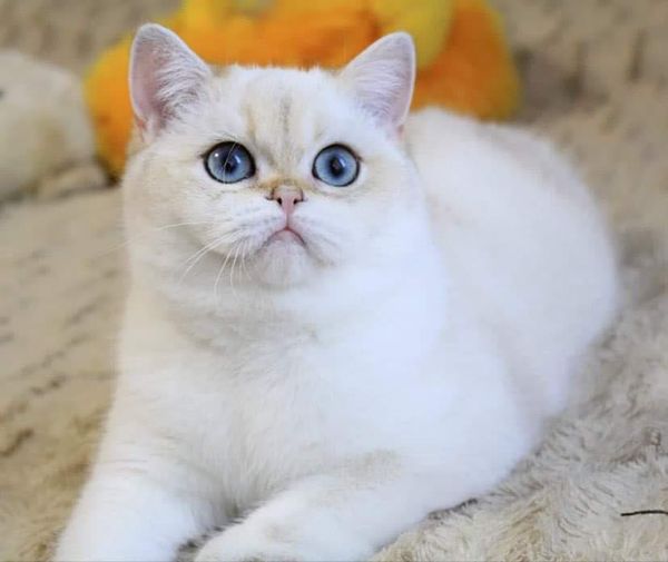 British Shorthair