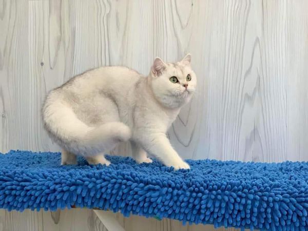 British Shorthair