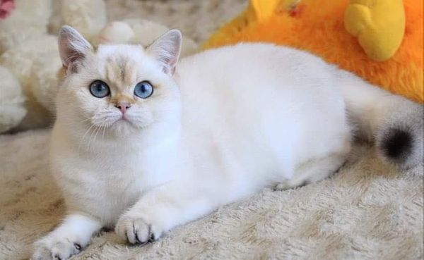 British Shorthair