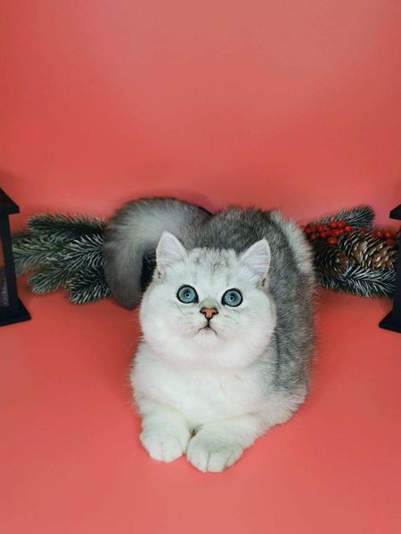British Shorthair