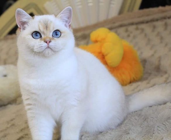 British Shorthair